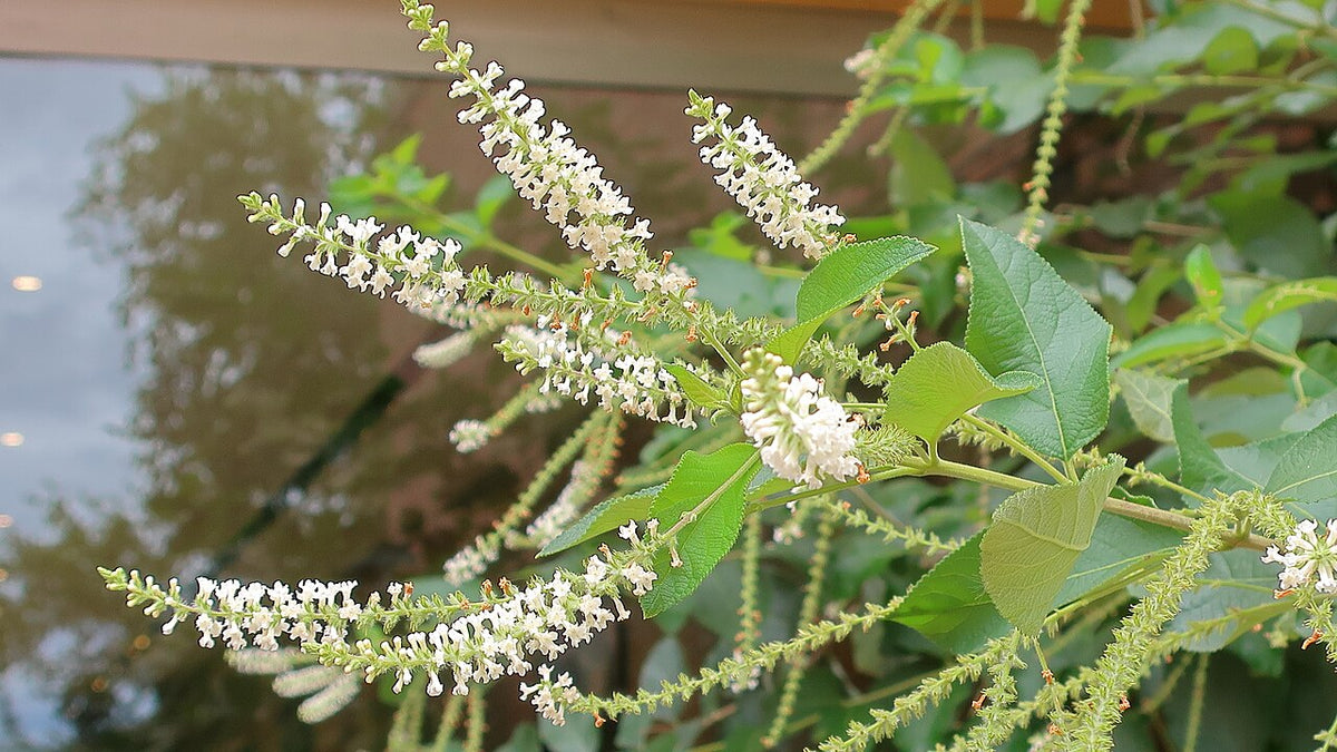 Sweet Almond Verbena