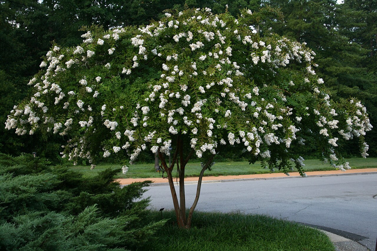 Crape Myrtle