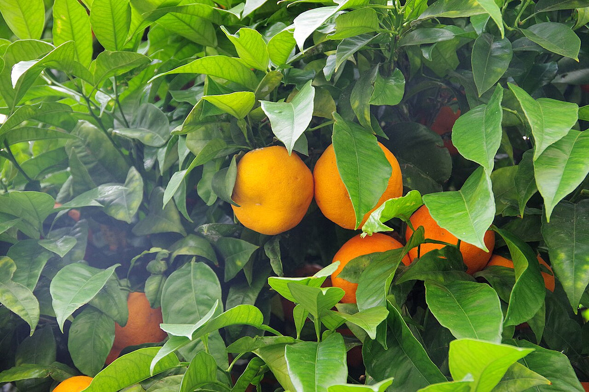 Sunburst Tangerine