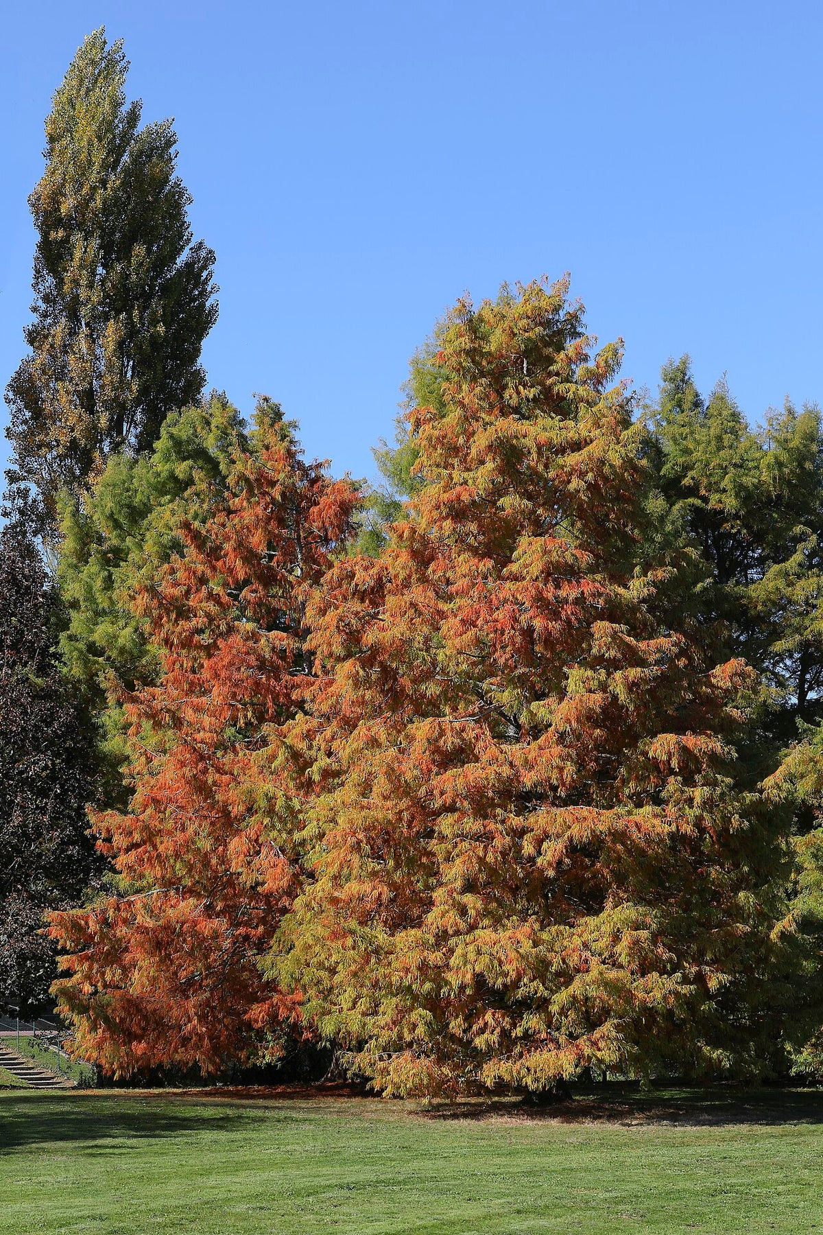 Bald Cypress