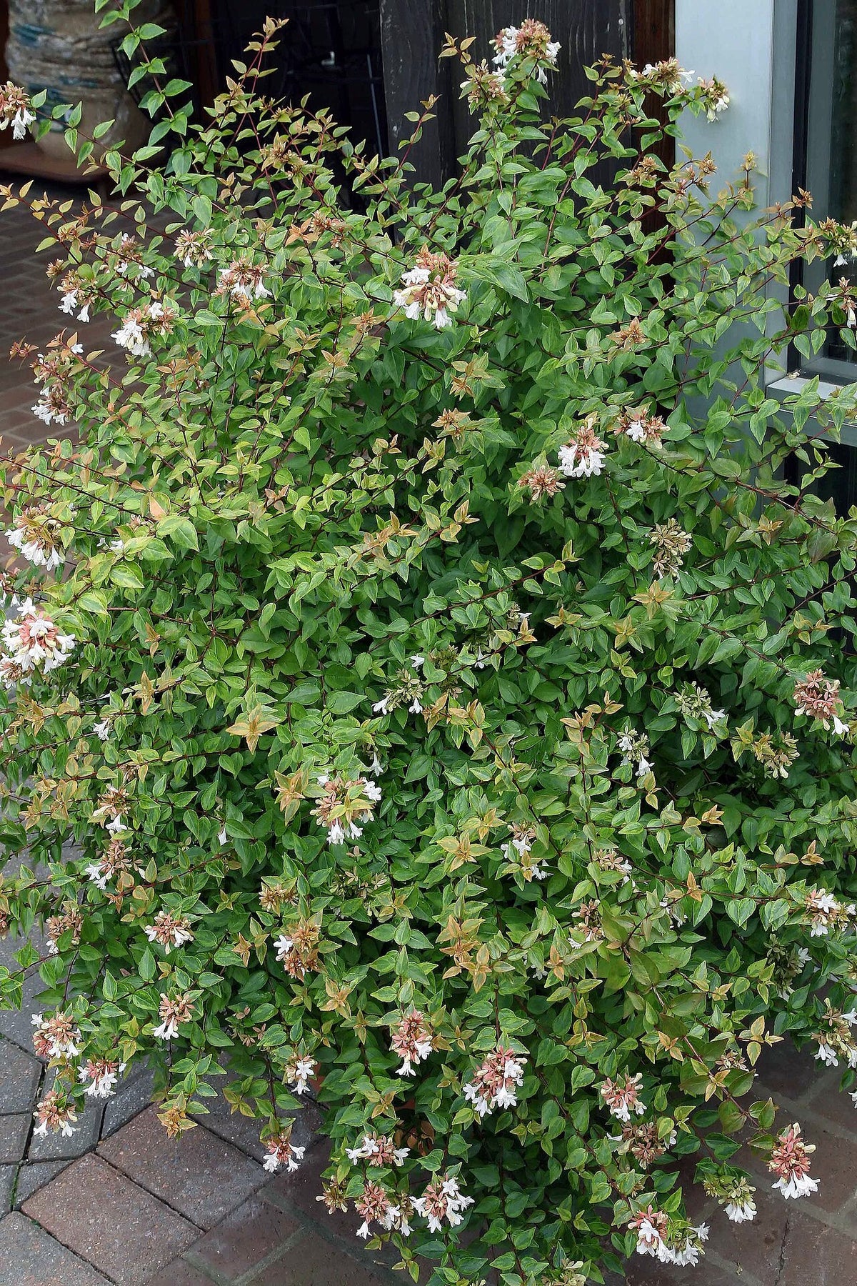 Kaleidoscope Abelia