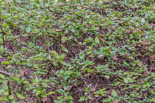 Abelia Varieties
