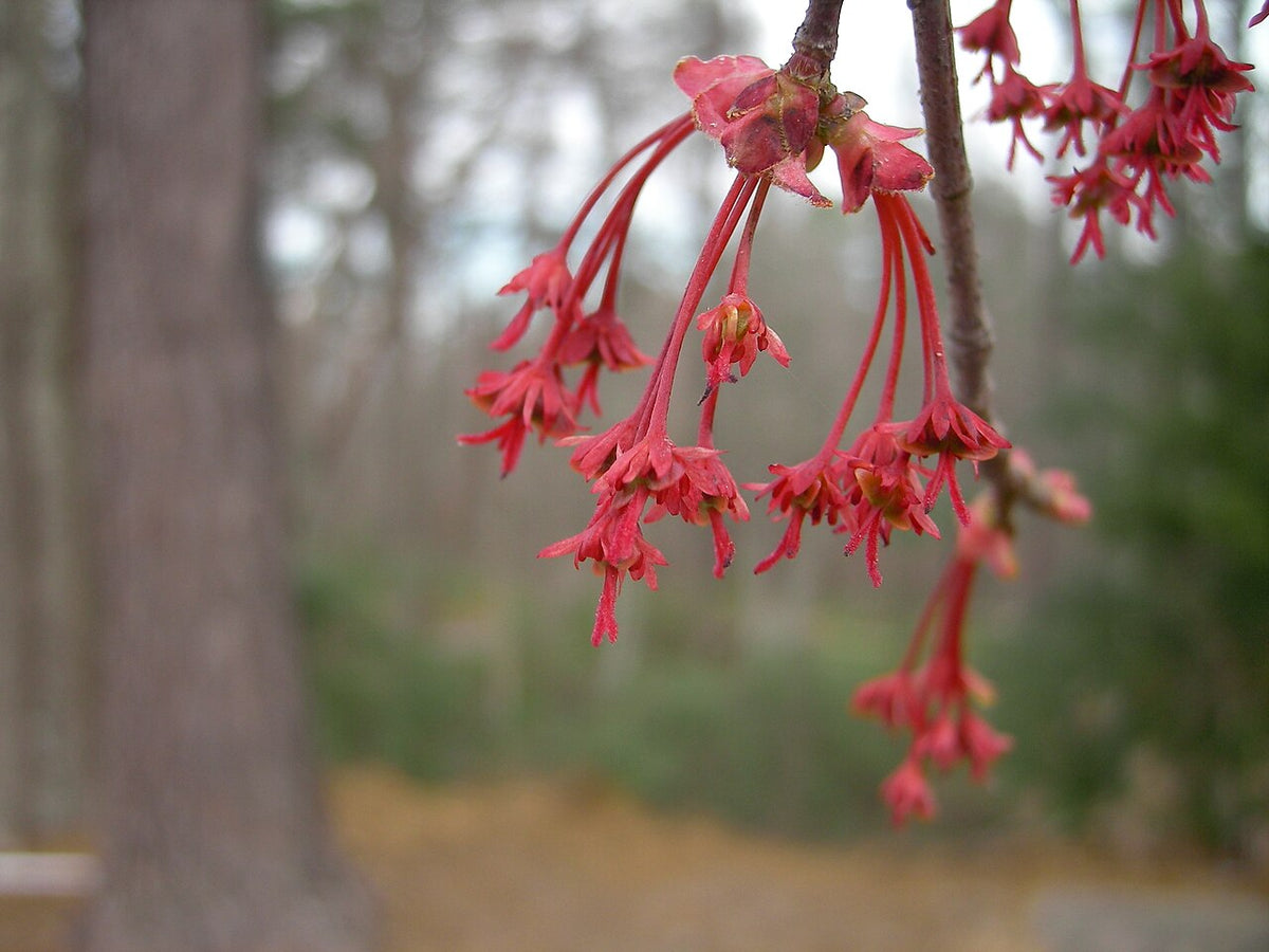 Drummond Red Maple