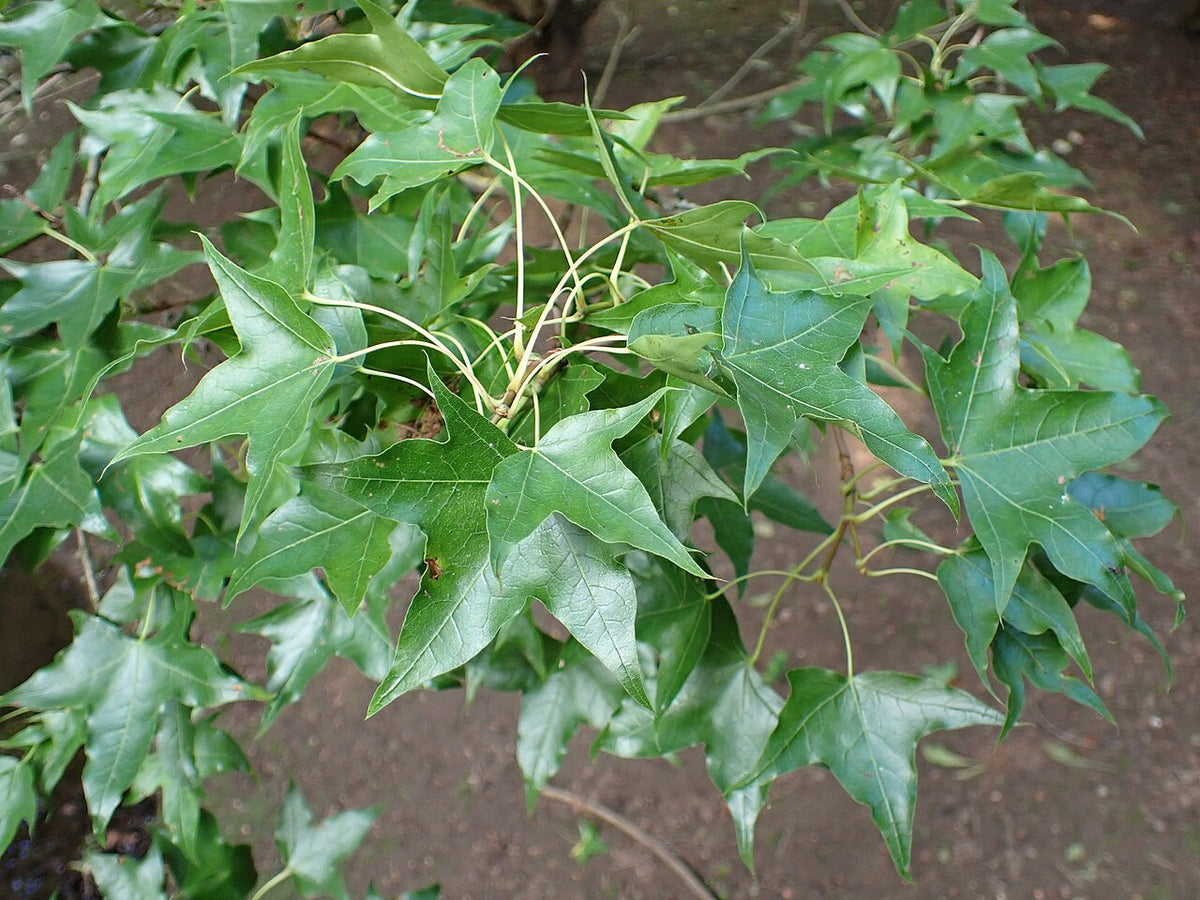 Shantung Maple