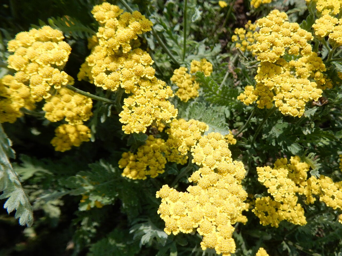 Moonshine Yarrow