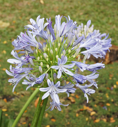 Agapanthus (Lily of the Nile)