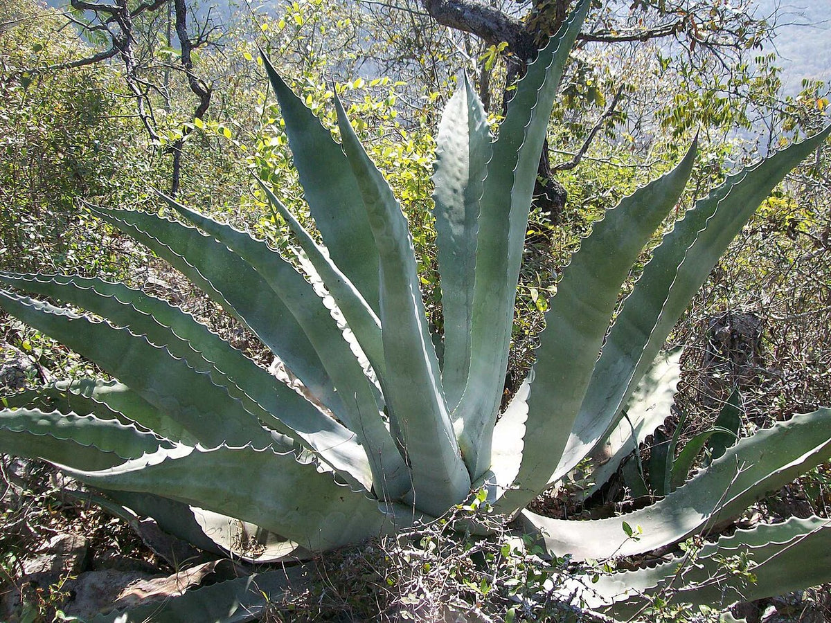 Rough Agave