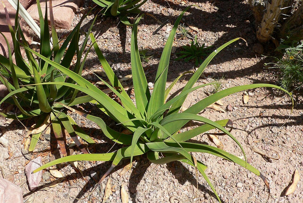 Squid Agave