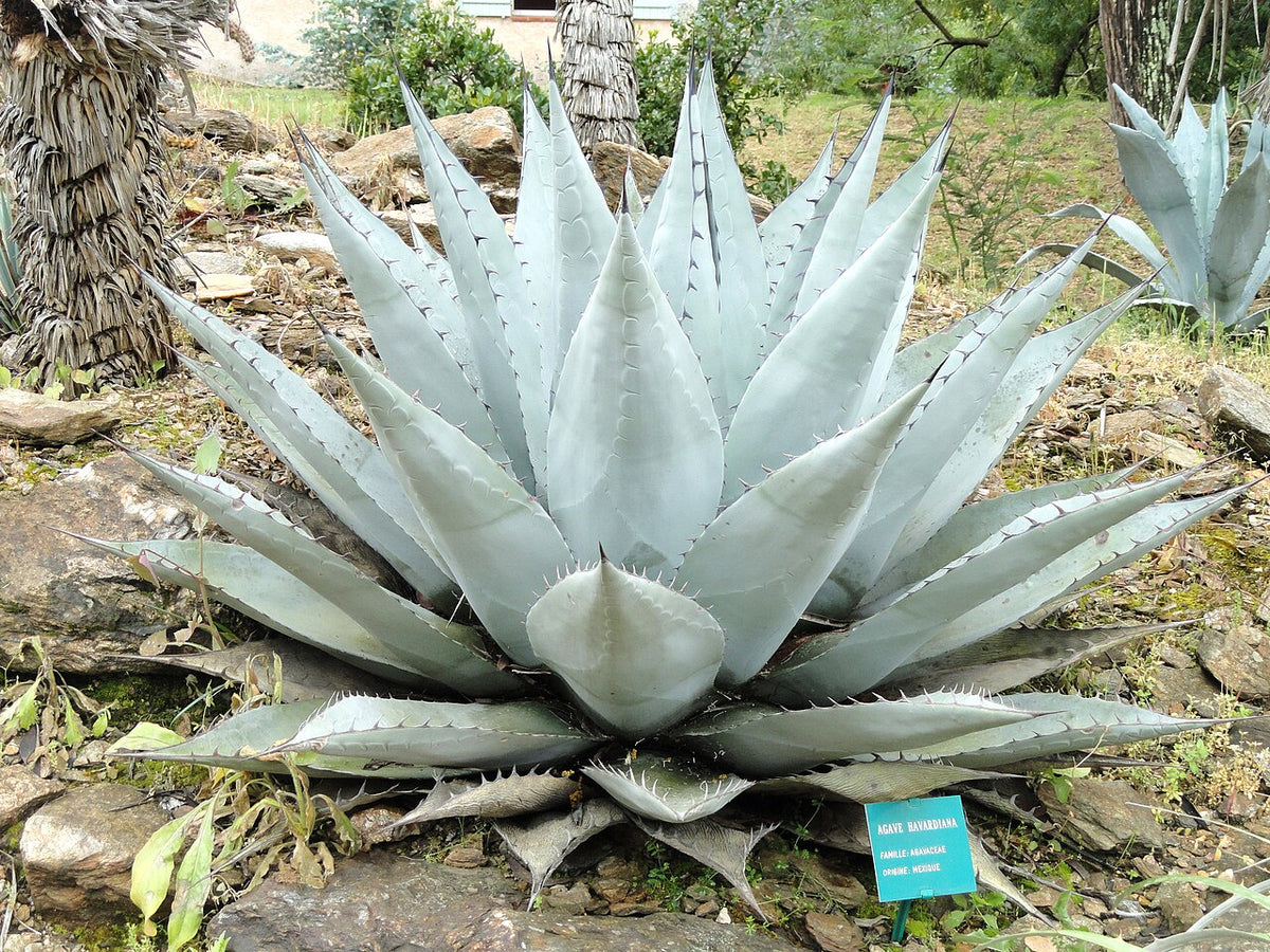 Havard's Agave