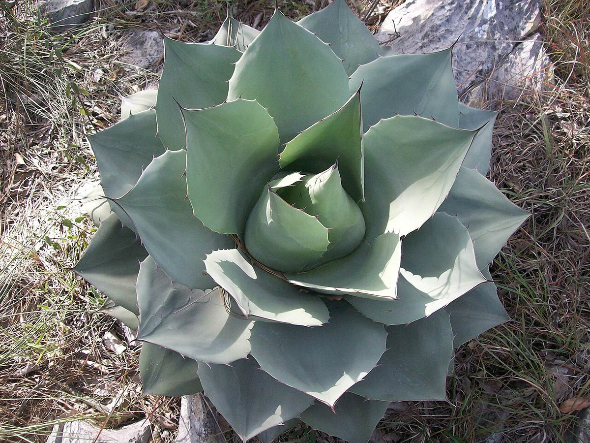 Agave Varieties