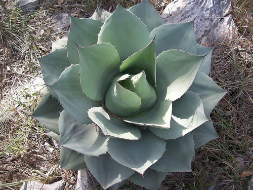 Agave Varieties