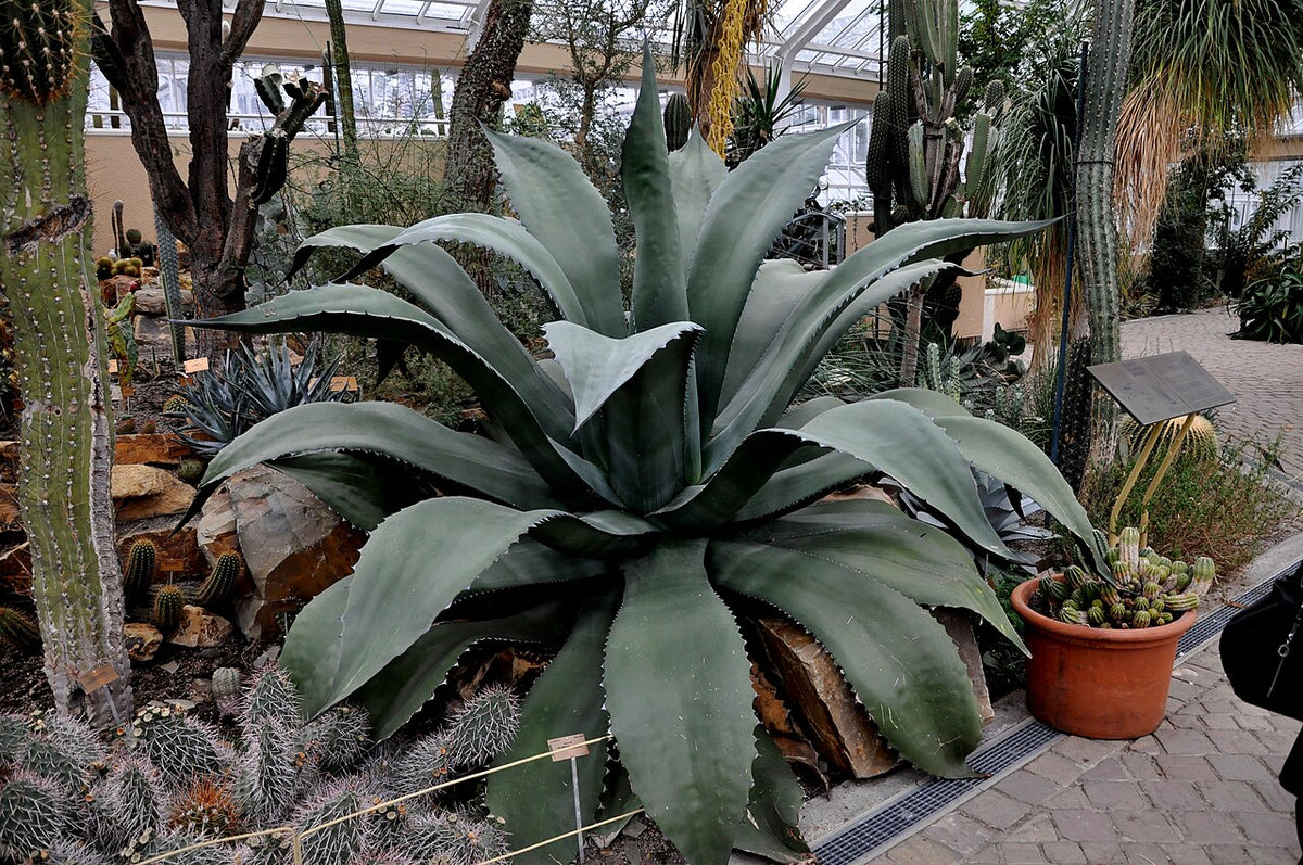 Green Goblet Agave