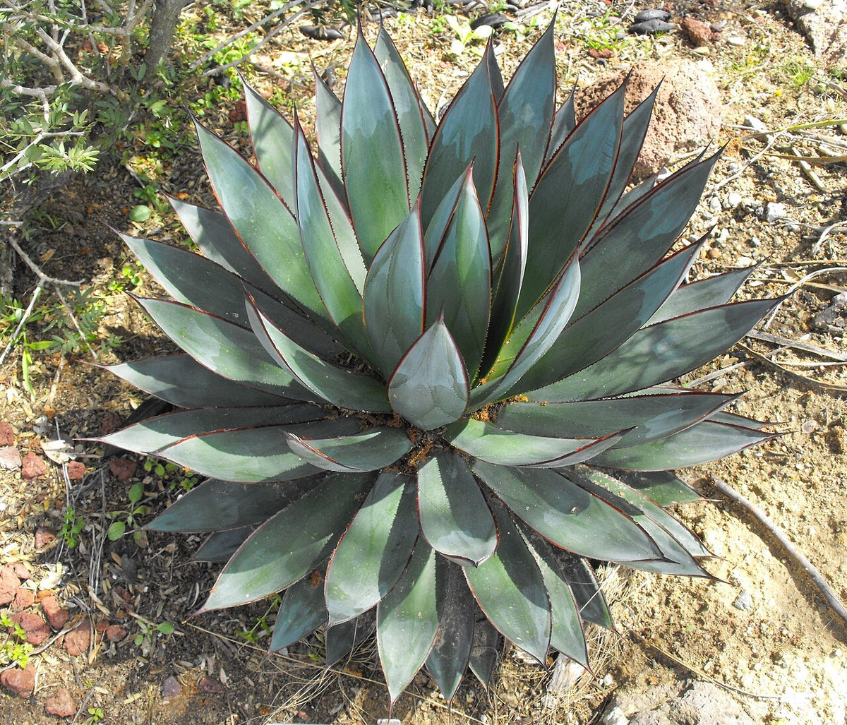 Blue Glow Agave