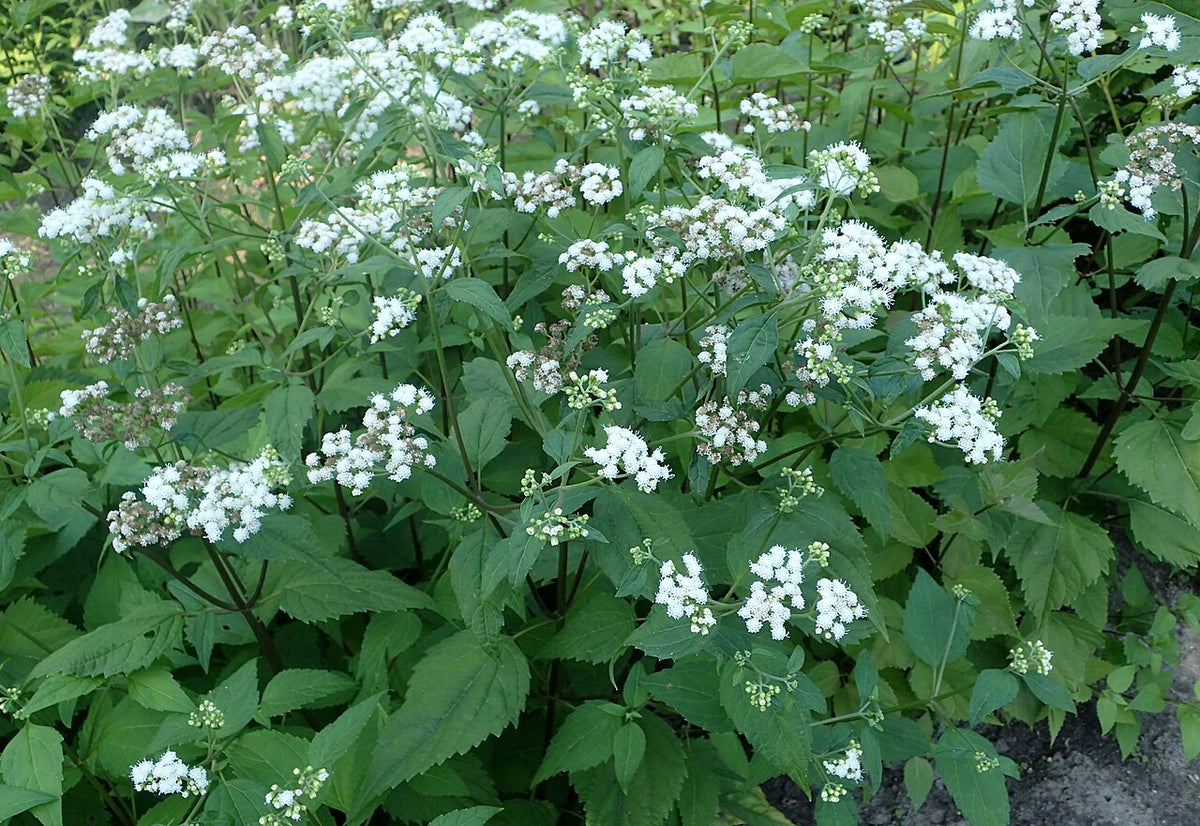Fragrant Mistflower