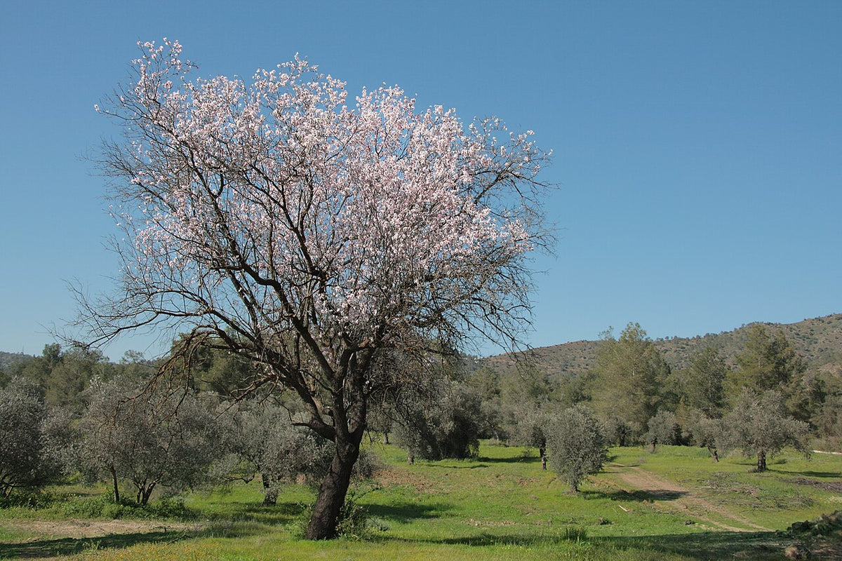 All in One Almond Tree