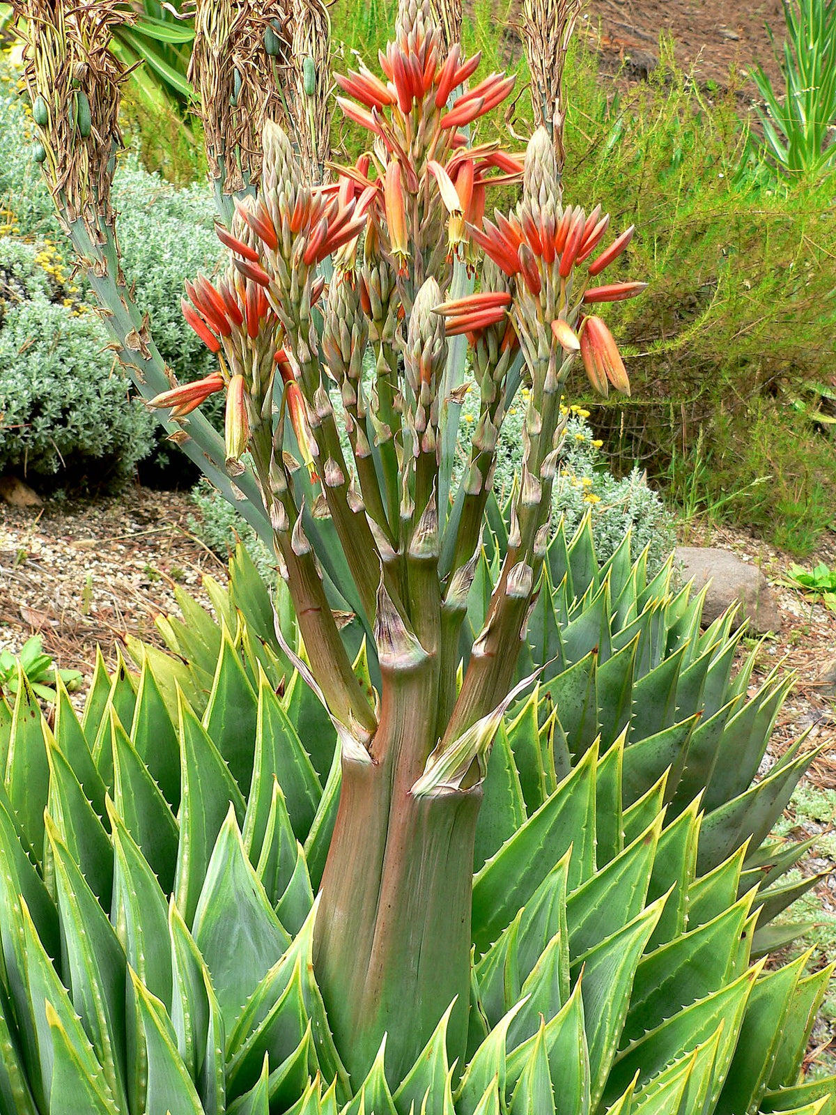 Spiral Aloe