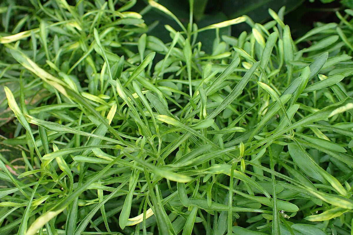 Joseph's Coat (Alternanthera)
