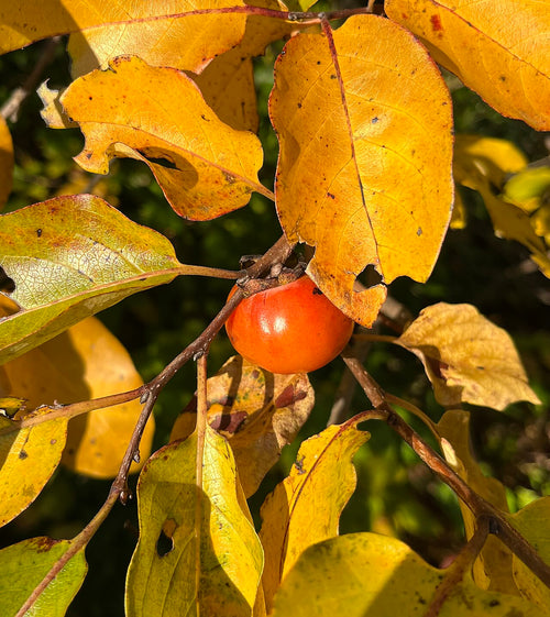 American Persimmon