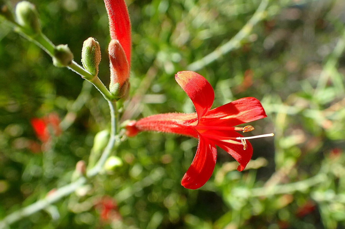 Flame Acanthus (Texas Firecracker)