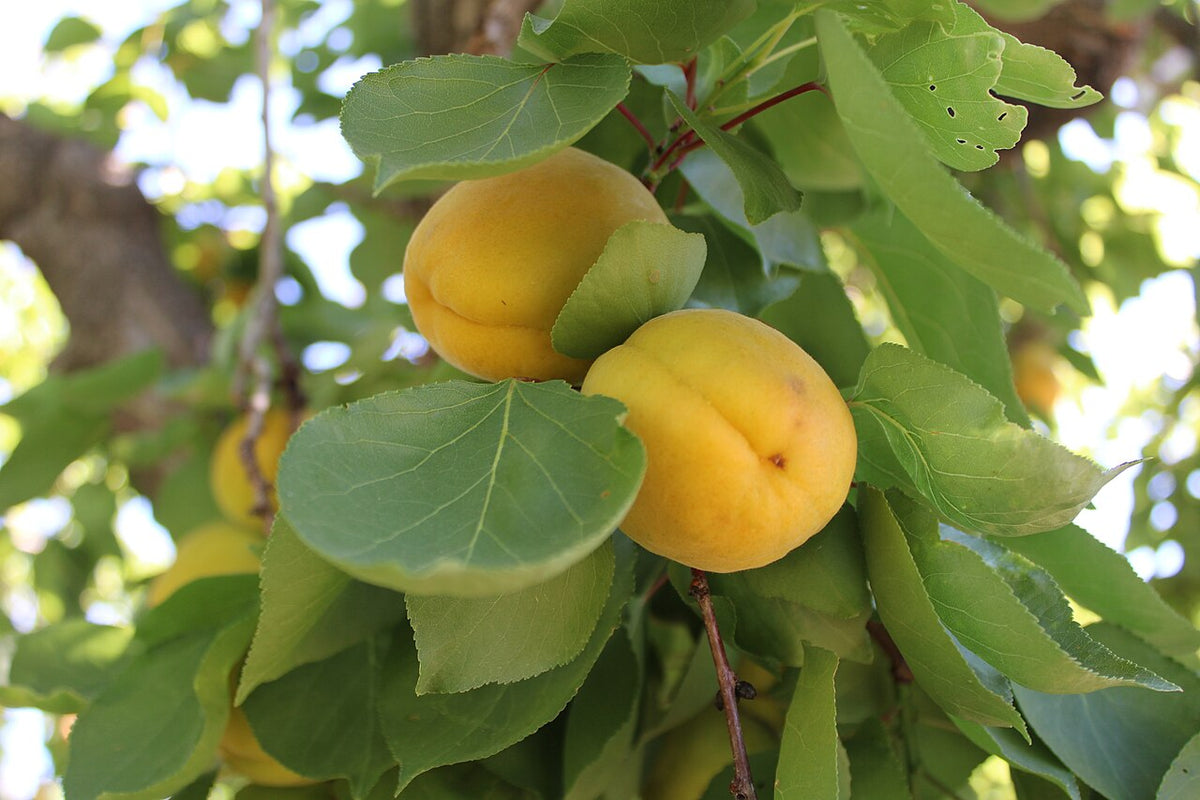 Royal Blenheim Apricot