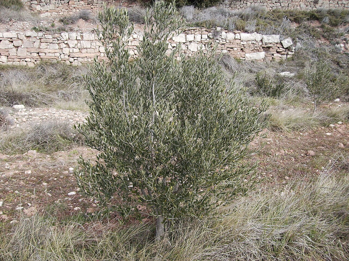 Arbequina Olive
