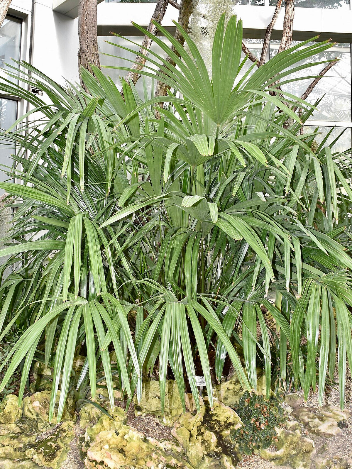 Needle Palm