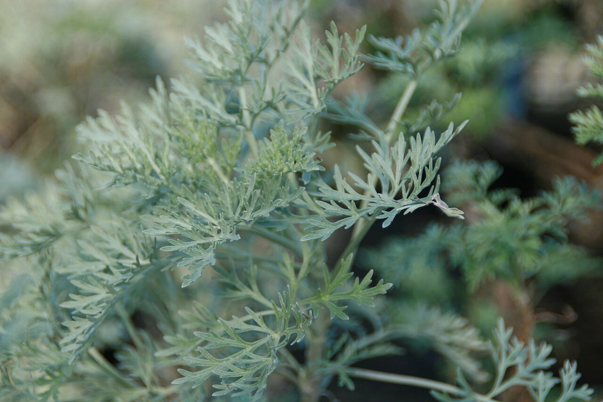 Powis Castle Artemisia