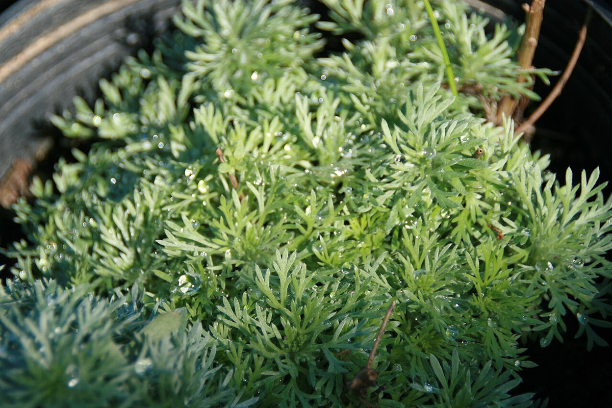 Silver Mound Artemisia