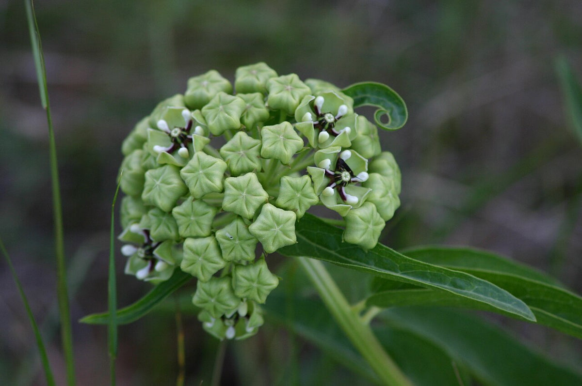 Antelope Horns Milkweed