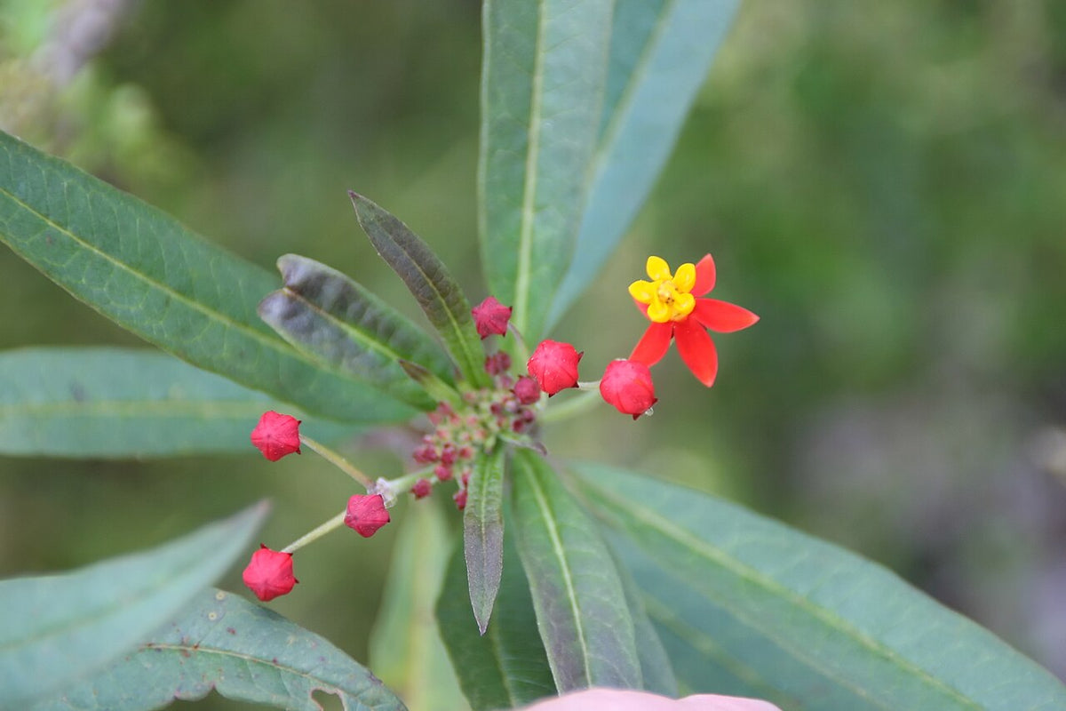 Tropical Milkweed