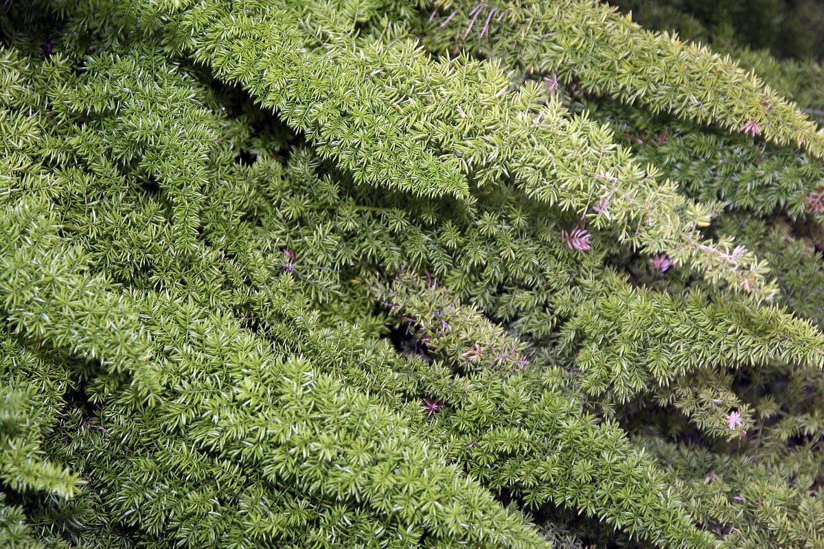 Foxtail Fern