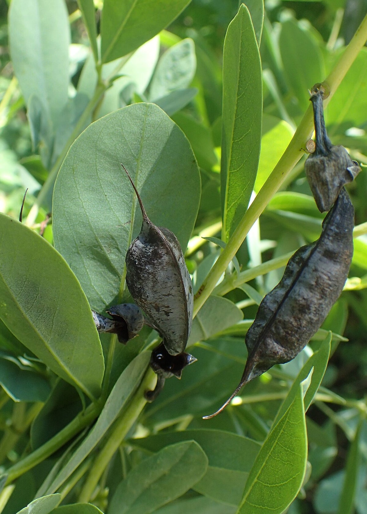 False Indigo (Baptisia)