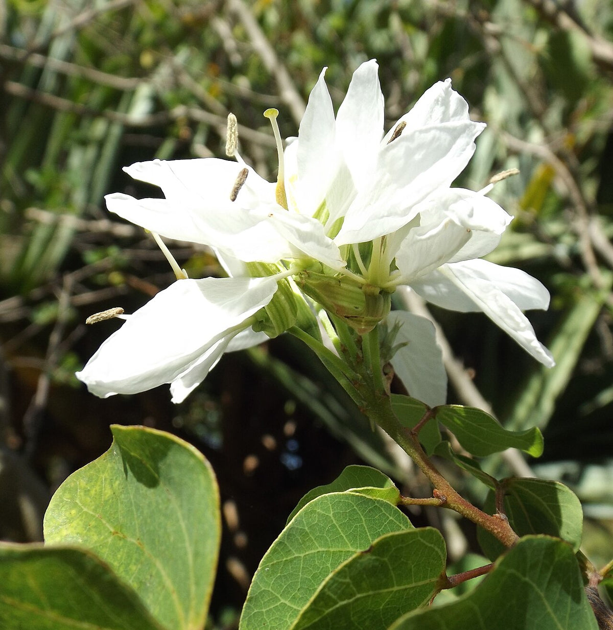 Anacacho Orchid Tree