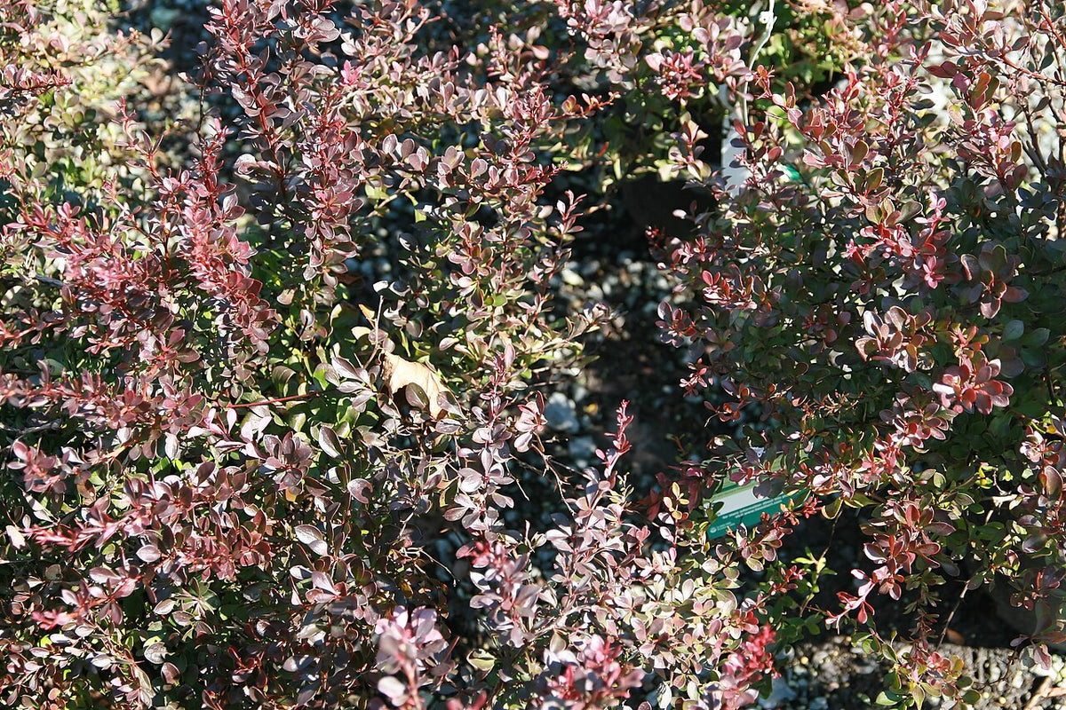 Barberry Varieties