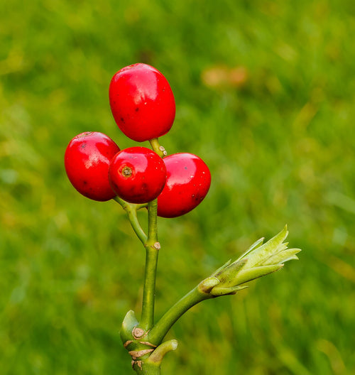 Aucuba Varieties