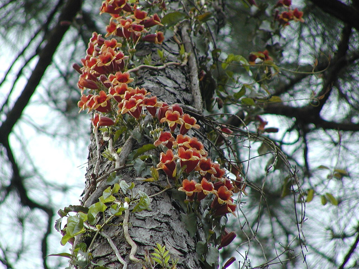 Shalimar Red Crossvine