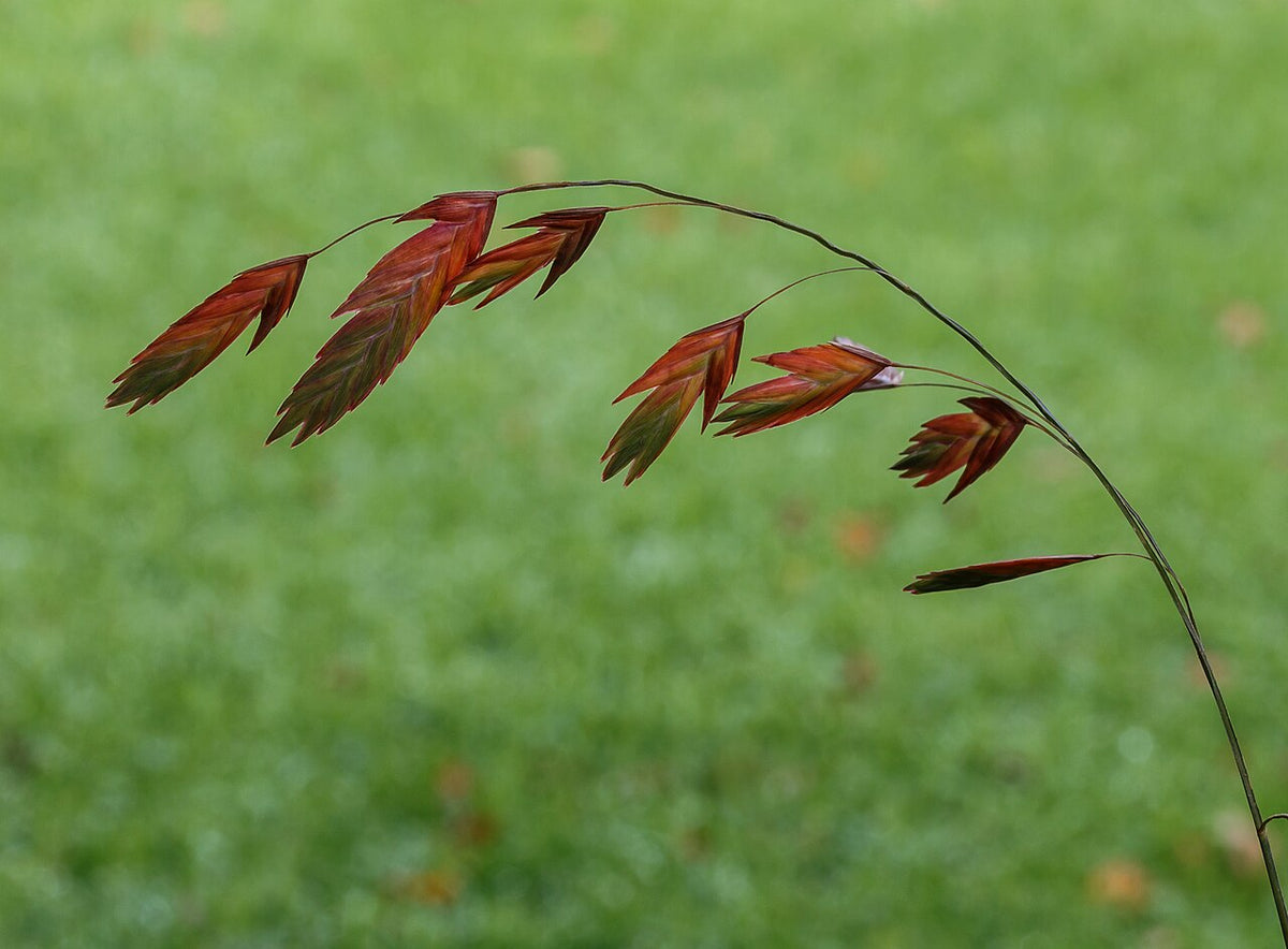 Inland Sea Oats