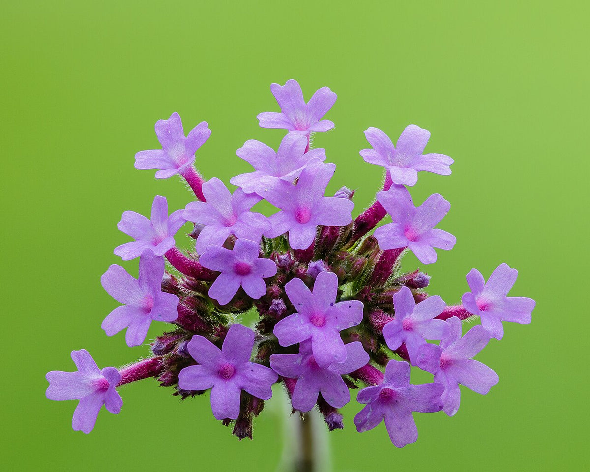 Purple Trailing Verbena