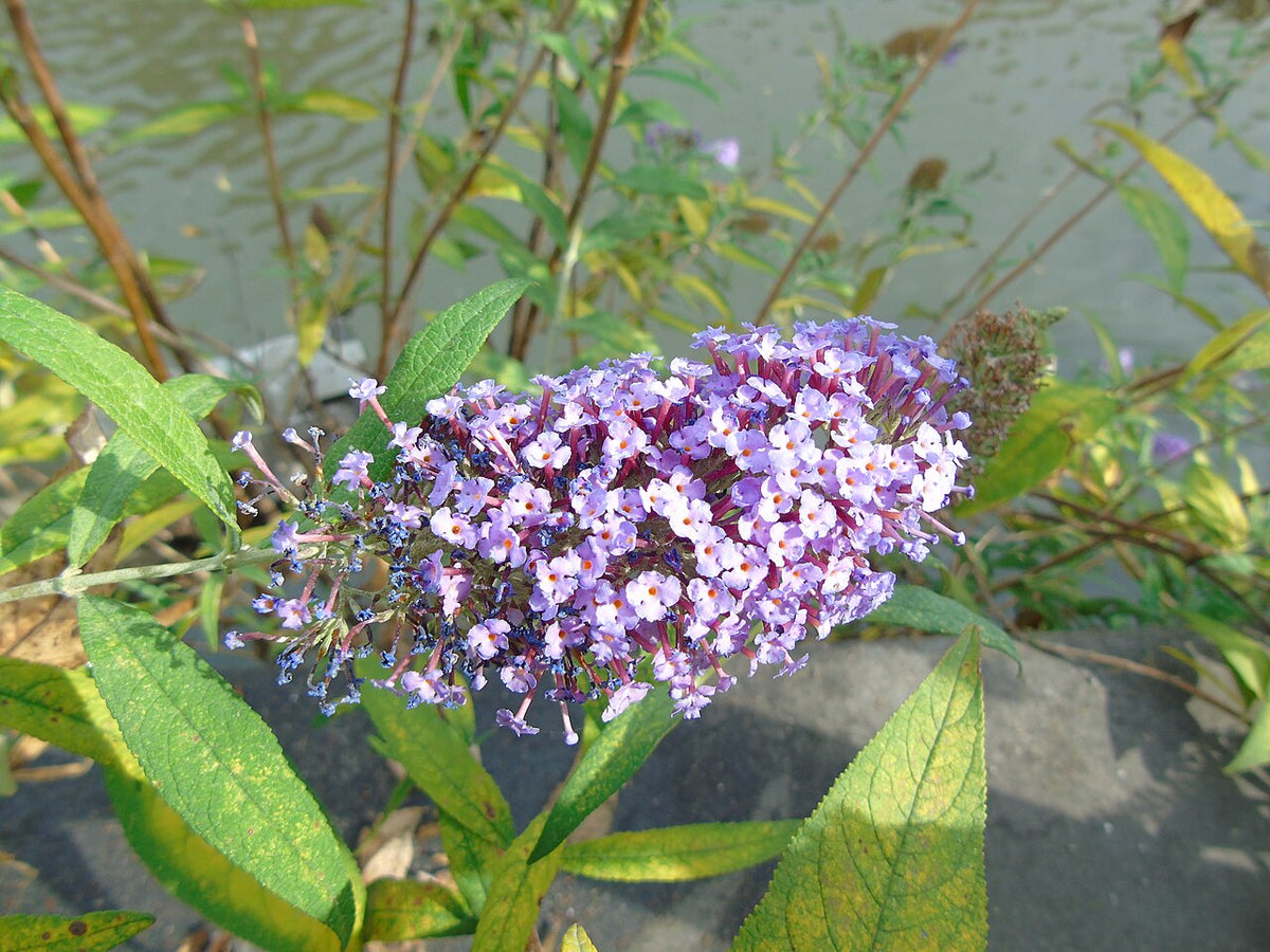Butterfly Bush Varieties