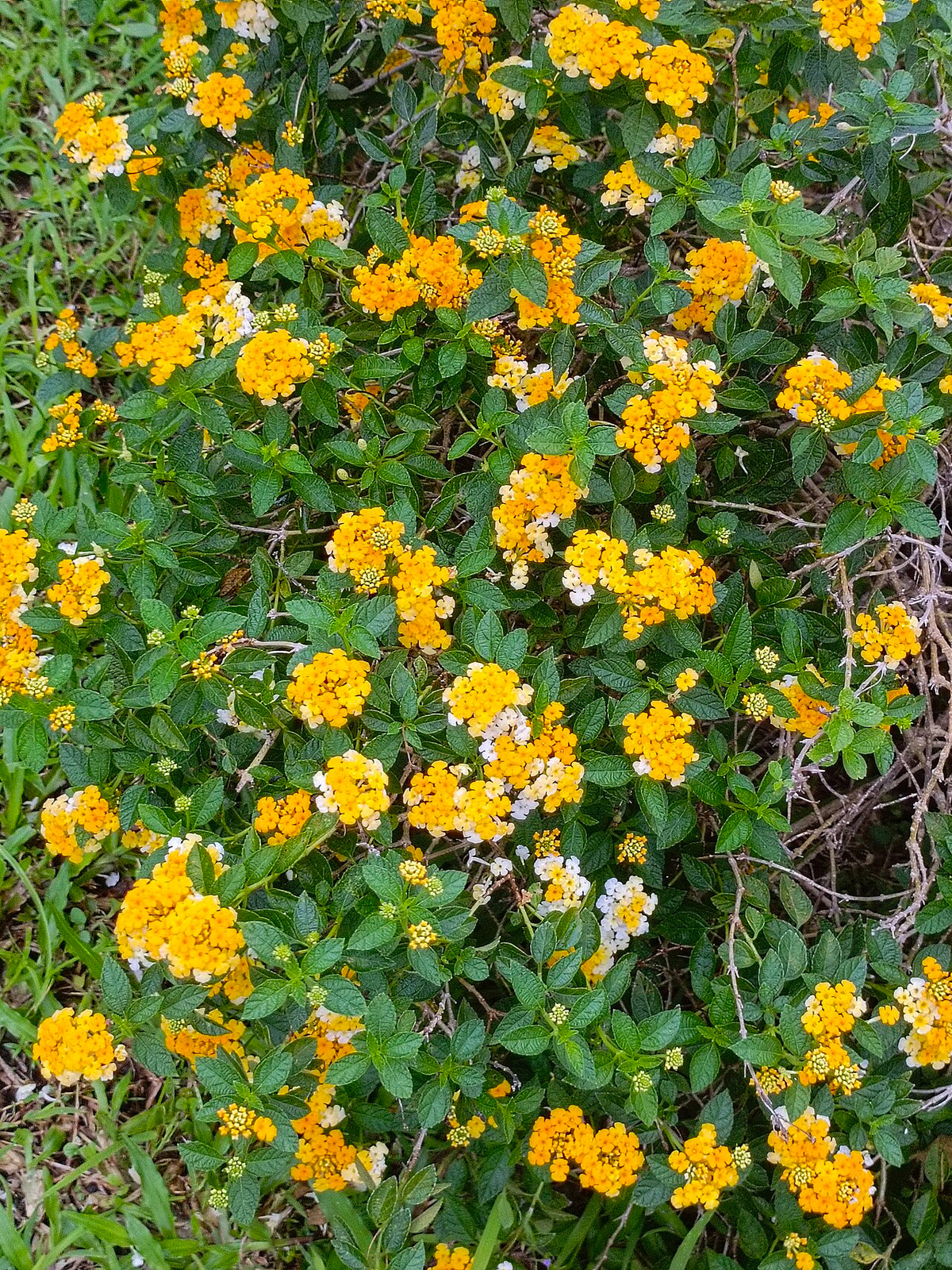 Texas Lantana
