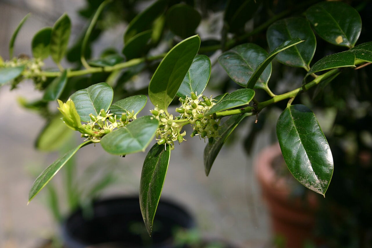 Dwarf Buford Holly