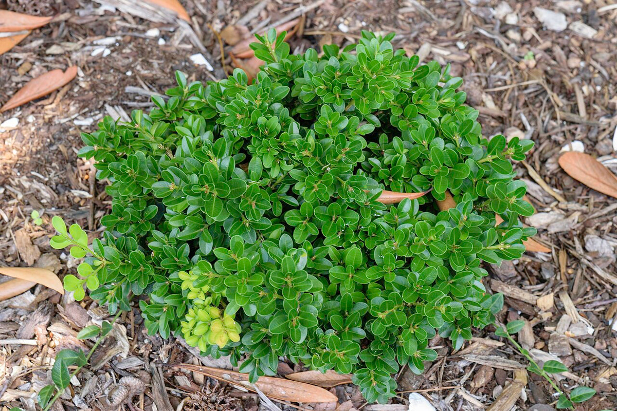 Baby Gem Boxwood