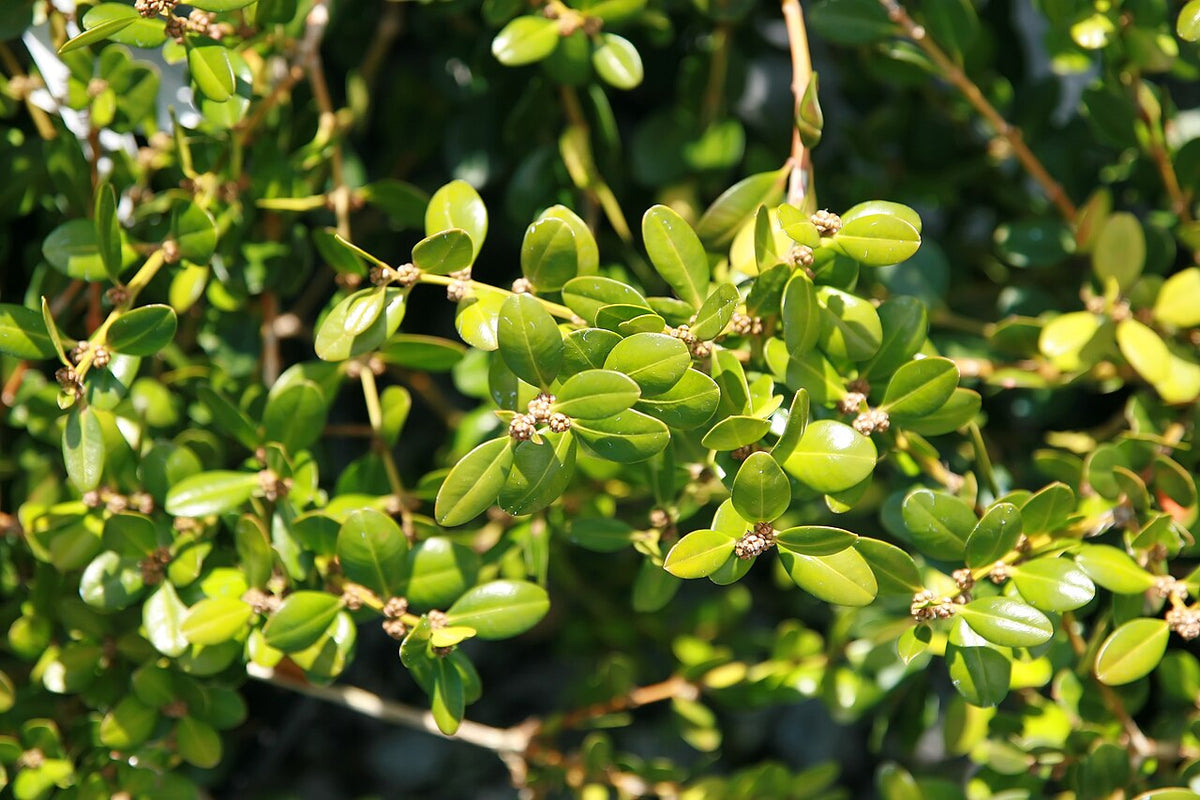 Wintergreen Boxwood