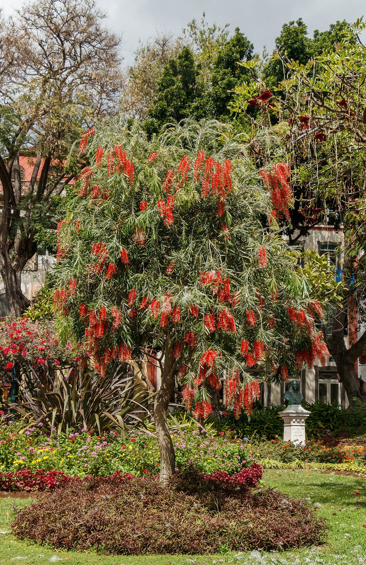 Woodlanders Red Bottlebrush