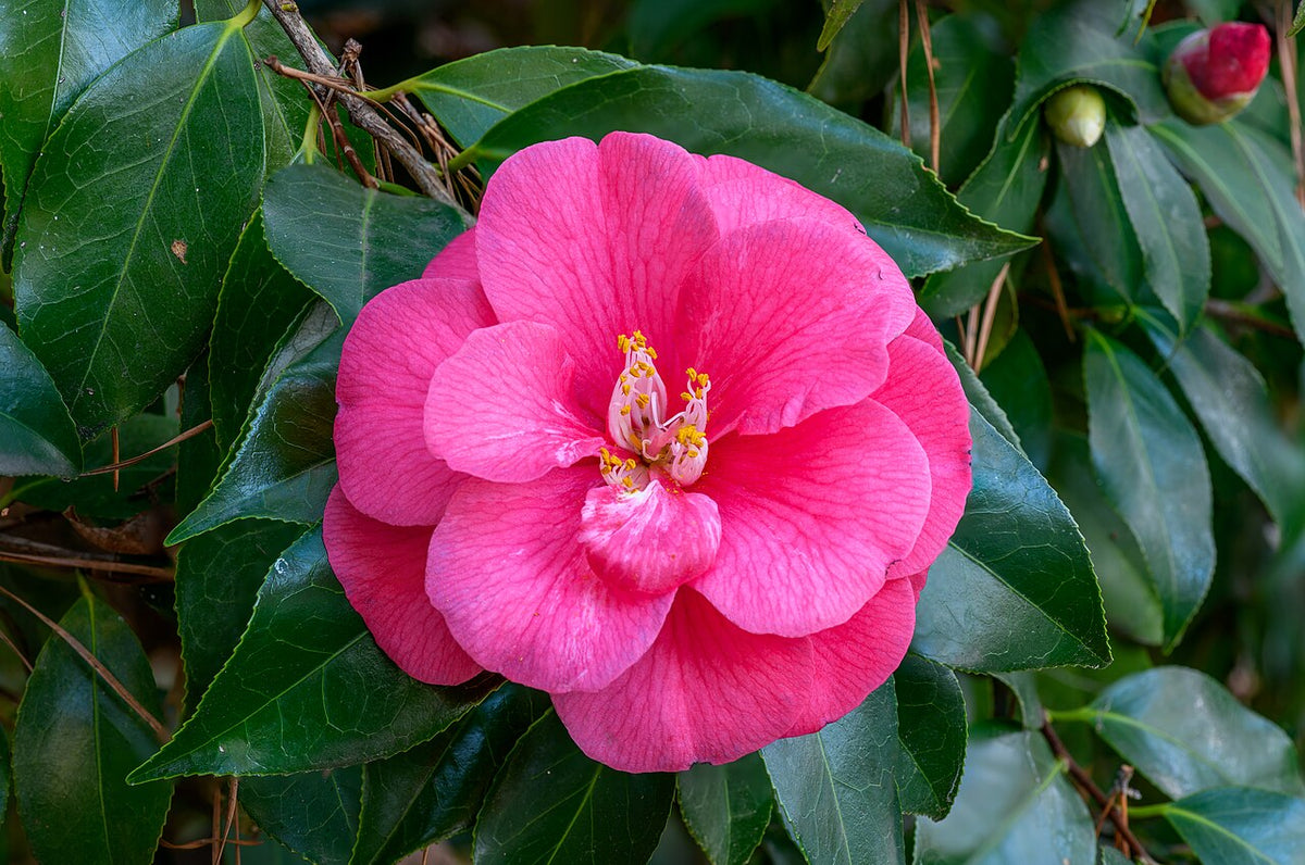 Japanese Camellia