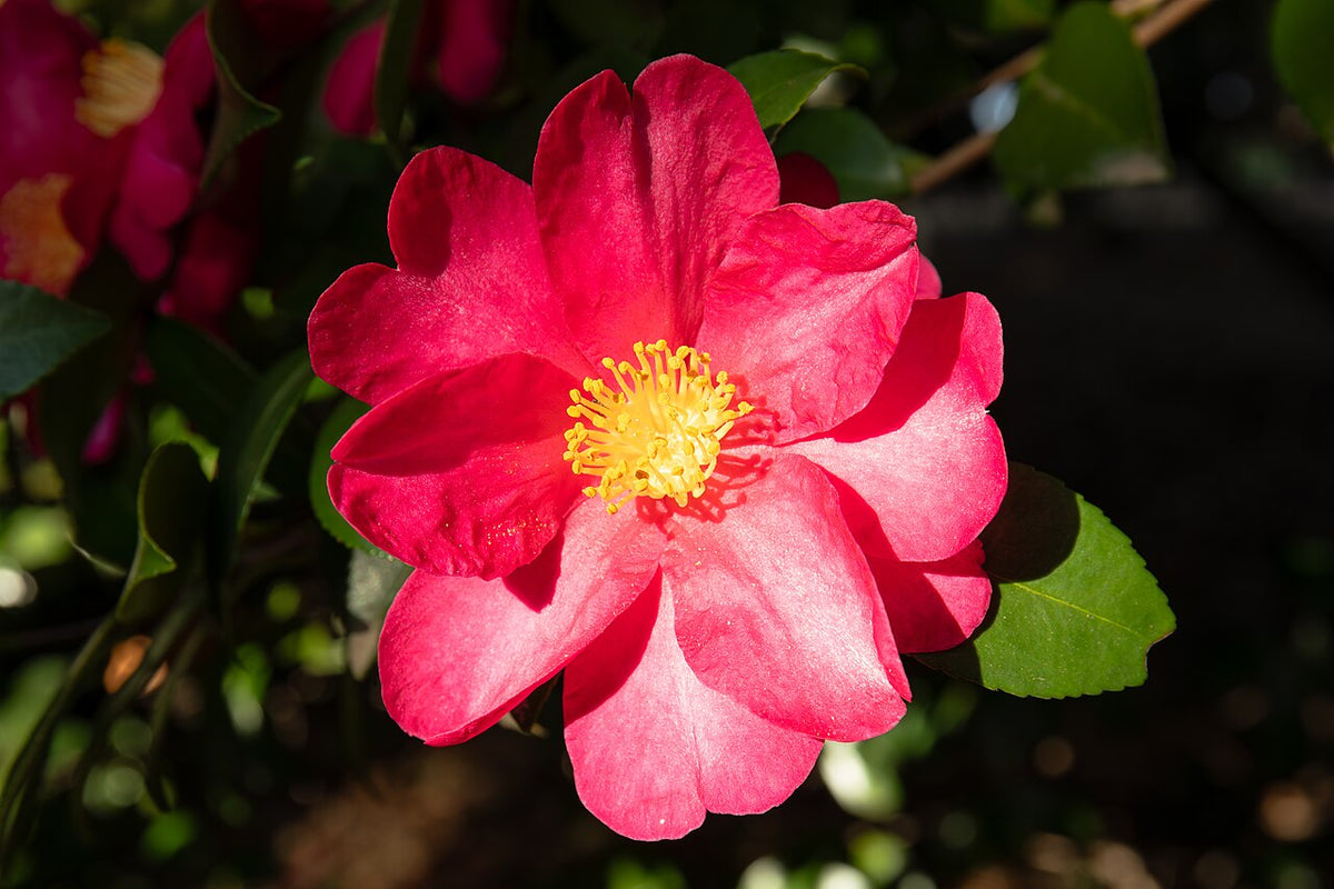 Sasanqua Camellia