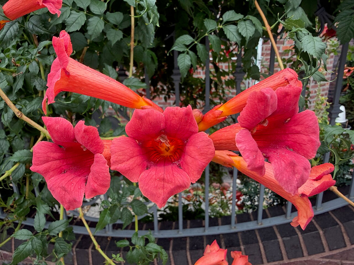 Balboa Sunset Trumpet Vine