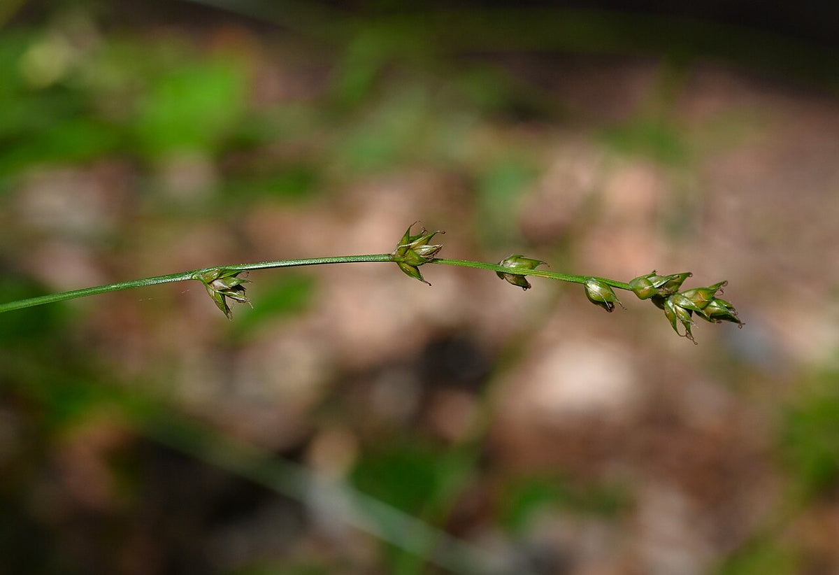 Berkeley Sedge