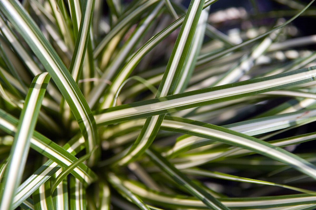 Japanese Sedge Varieties