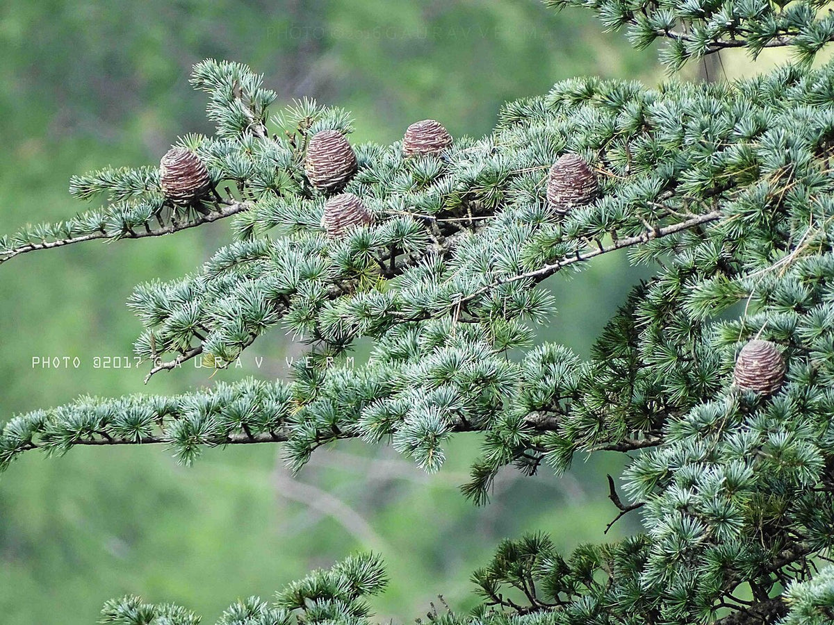 Cedar Varieties